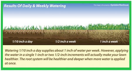 Avoid Over-Watering your Lawn